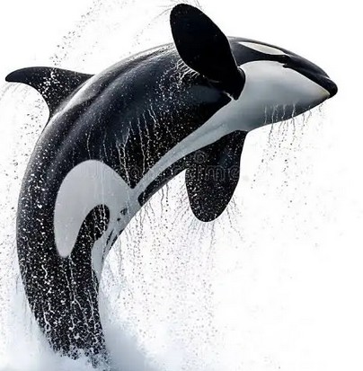 Killer Whale jumping out of water